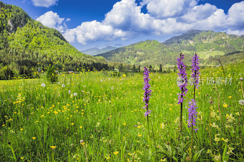 美丽的春日里，斯洛文尼亚Zgornje Jezersko山谷的野花草地